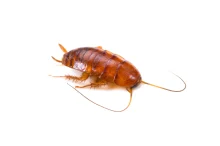 ゴキブリの幼虫